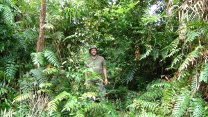 DinoDave - Jungle Bush Small